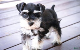 Miniature Schnauzer dogs for sale: Cinderella - Image 4