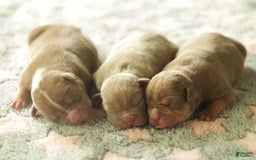 American Bully dogs for sale: Scar - Image 2