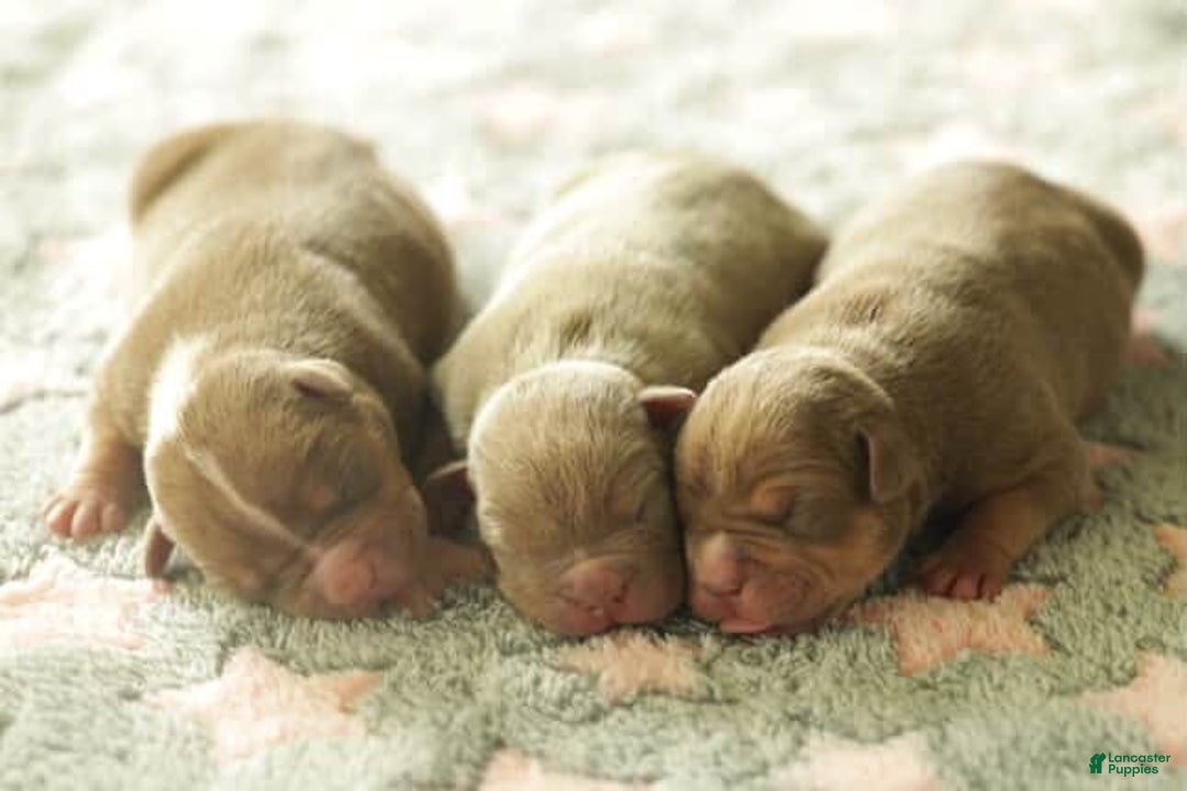 American Bully dogs for sale: Scar - Image 2