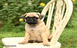 Pug dogs for sale: Trophy - Image 2