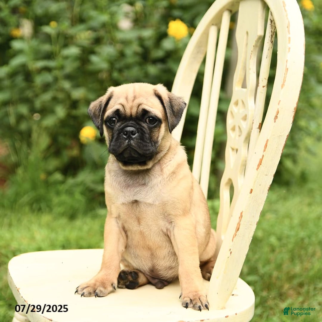 Pug dogs for sale: Trophy - Image 2