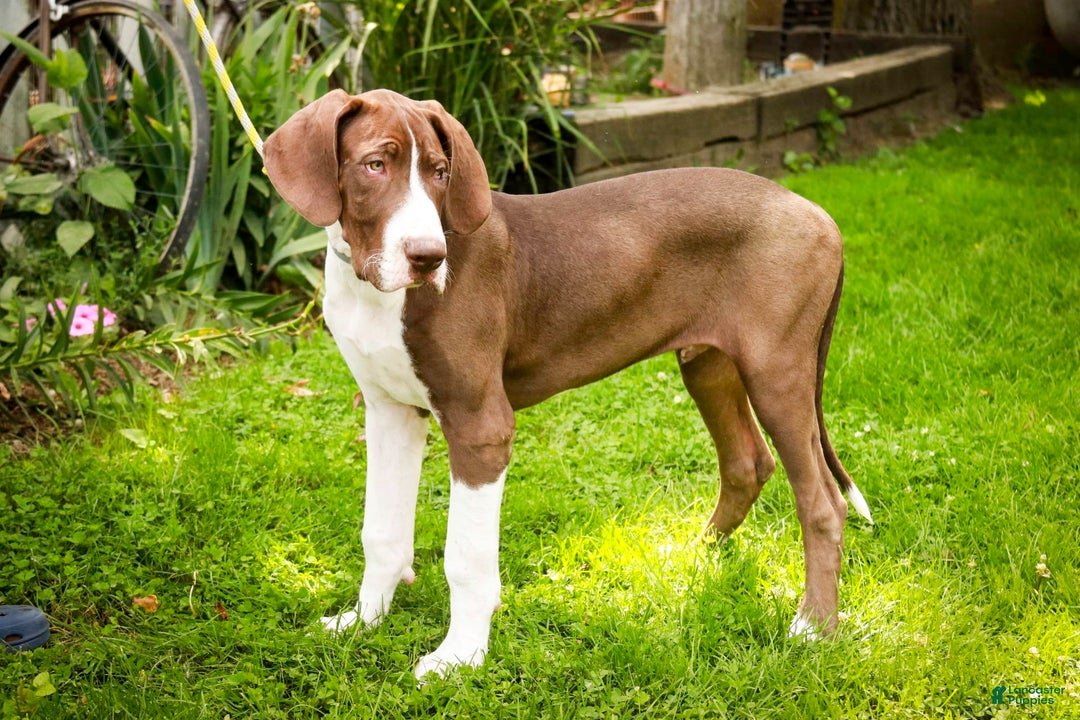 Great Dane dogs for sale: Jack - Image 3