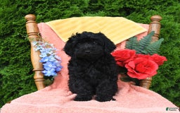 Miniature Poodle dogs for sale: Opal - Image 24