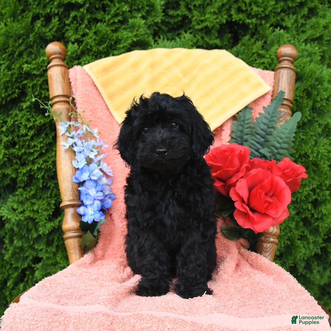 Miniature Poodle dogs for sale: Opal - Image 24