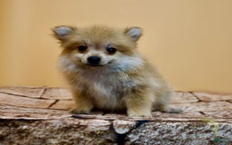Pomeranian dogs for sale: Desiree - Image 4