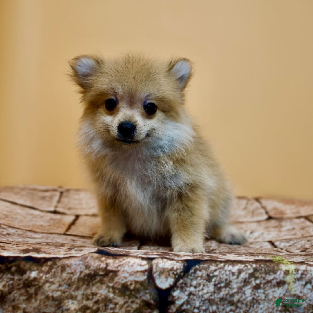 Pomeranian dogs for sale: Desiree - Image 4