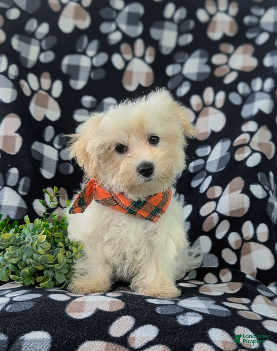 Maltese dogs for sale: Graysen - Image 6