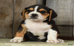 Beabull dogs for sale: Wanda - Image 4