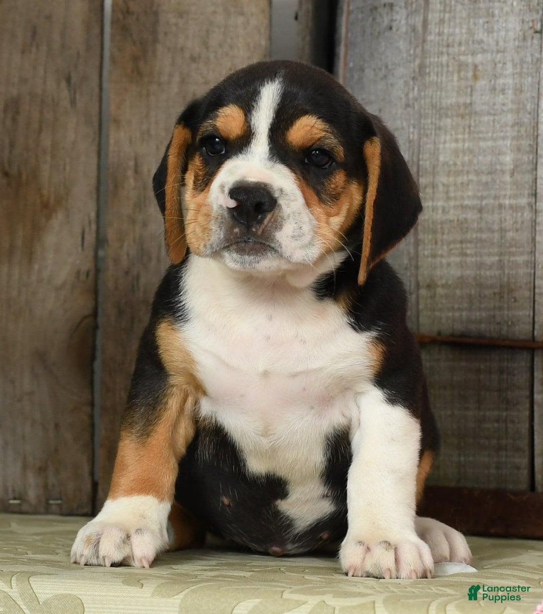 Beabull dogs for sale: Wanda - Image 4