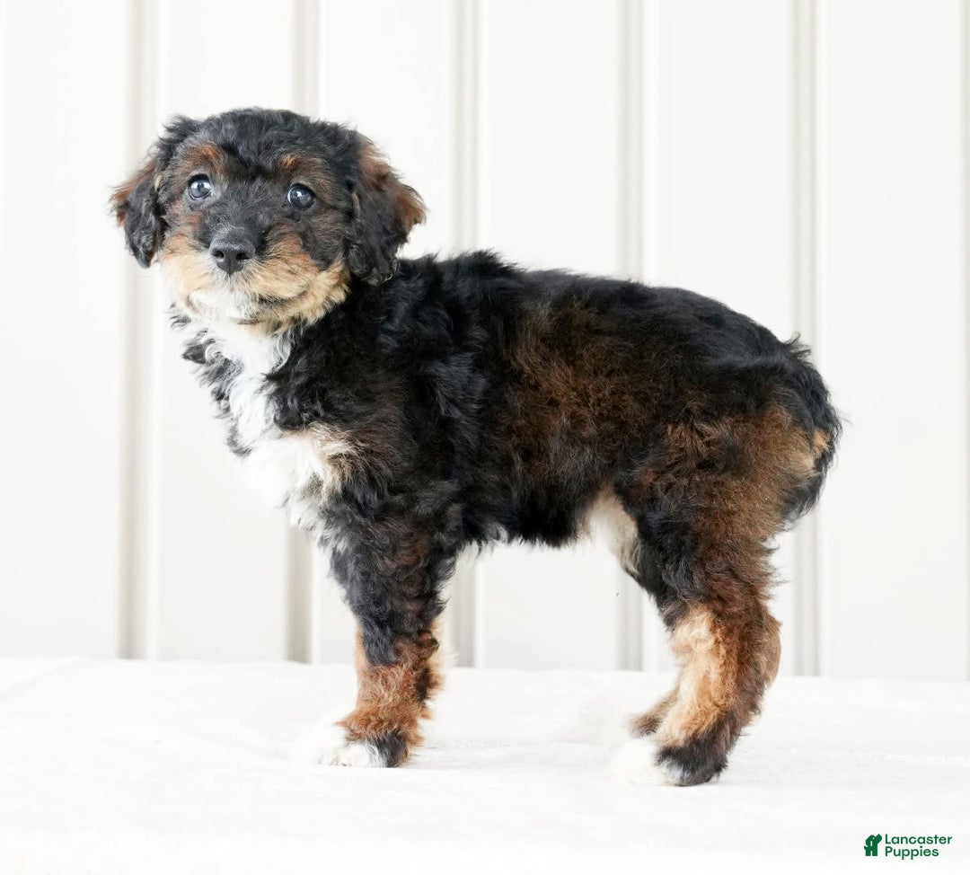 Miniature Poodle dogs for sale: Kammy - Image 4