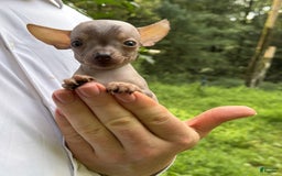 Chihuahua dogs for sale: Krillin - Image 1