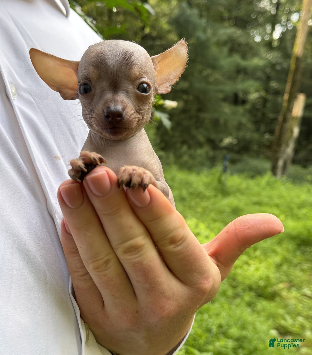 Chihuahua dogs for sale: Krillin - Image 1