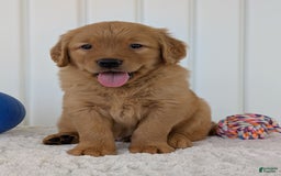 Golden Retriever dogs for sale: Porter - Image 21