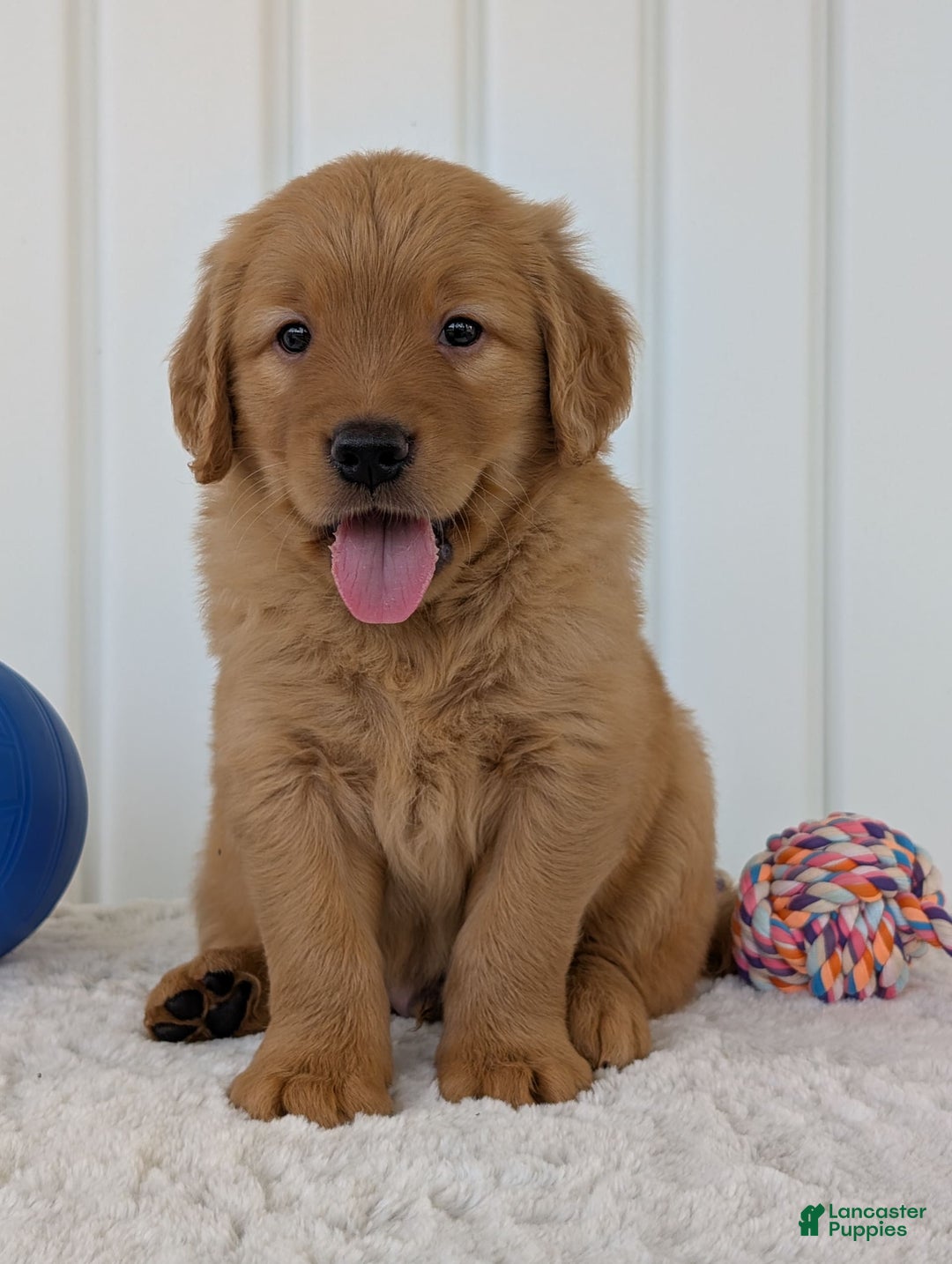 Golden Retriever dogs for sale: Porter - Image 21