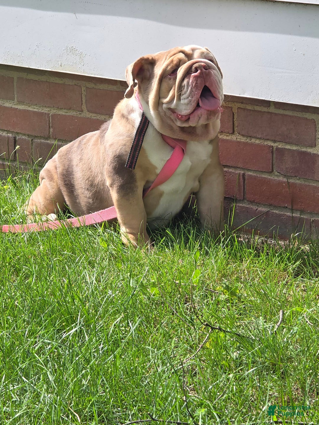 English Bulldog dogs for sale: Chloe - Image 2