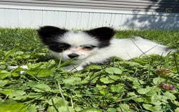 Papillon dogs for sale: Daisy - Image 7