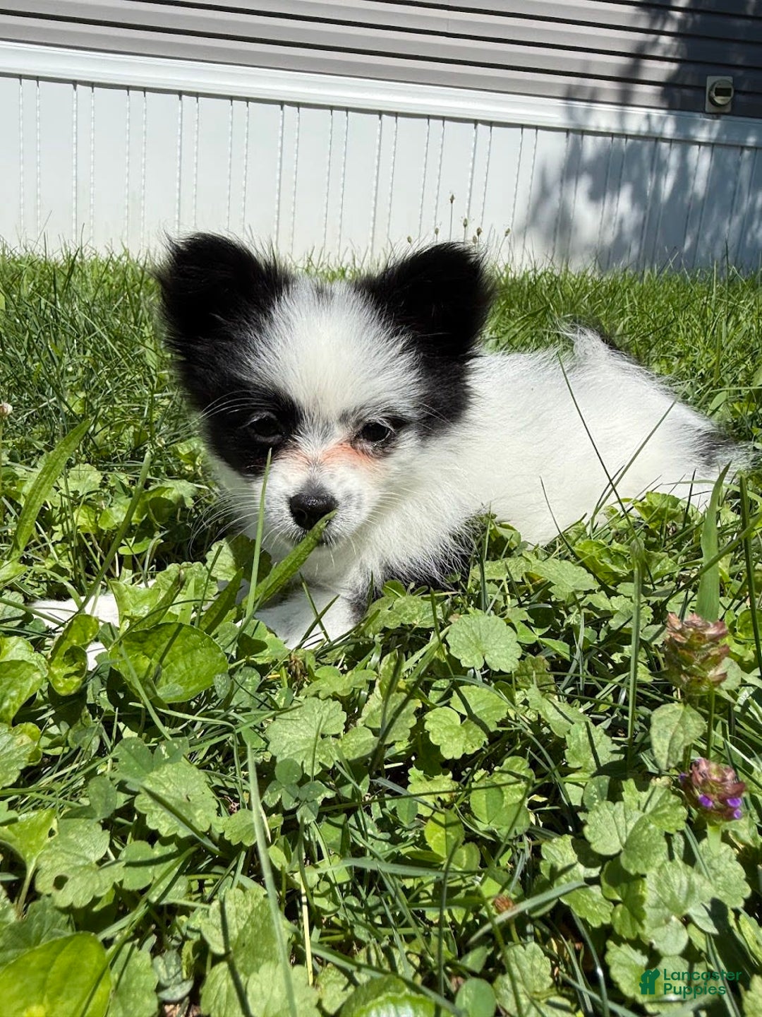 Papillon dogs for sale: Daisy - Image 7