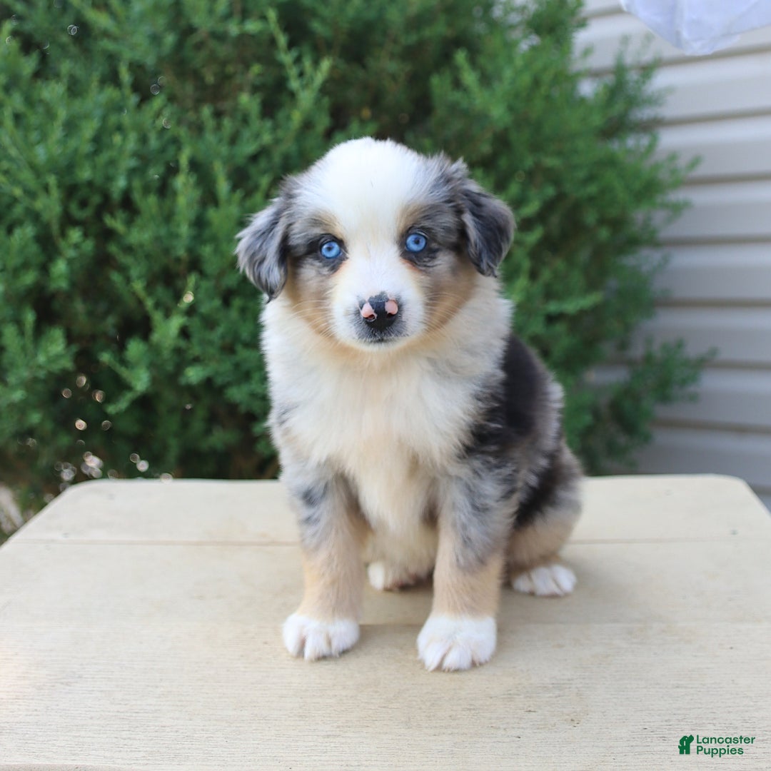 Miniature Australian Shepherd dogs for sale: Miniature Australian Shepherd 8 puppies - Image 20