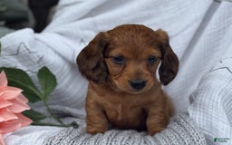 Miniature Dachshund dogs for sale: Teddy - Image 8