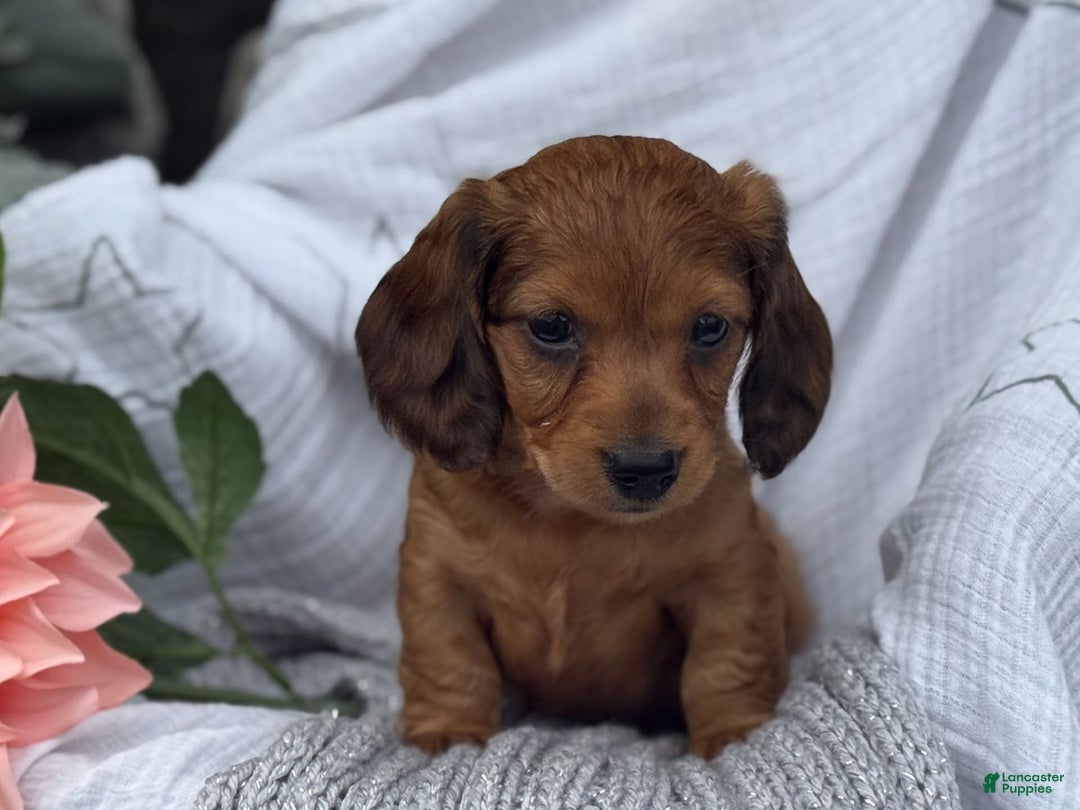 Miniature Dachshund dogs for sale: Teddy - Image 8
