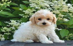 Bichpoo dogs for sale: Jimmy - Image 4
