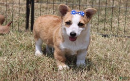 American Corgi dogs for sale: Doris - Image 4