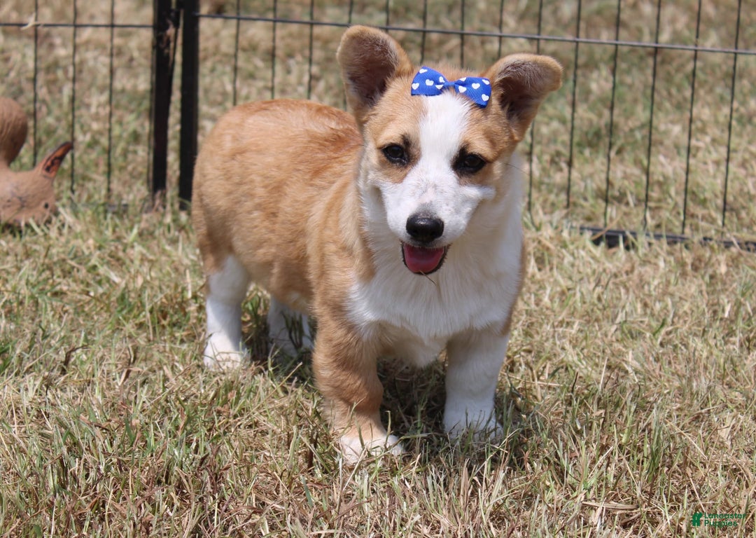 American Corgi dogs for sale: Doris - Image 4