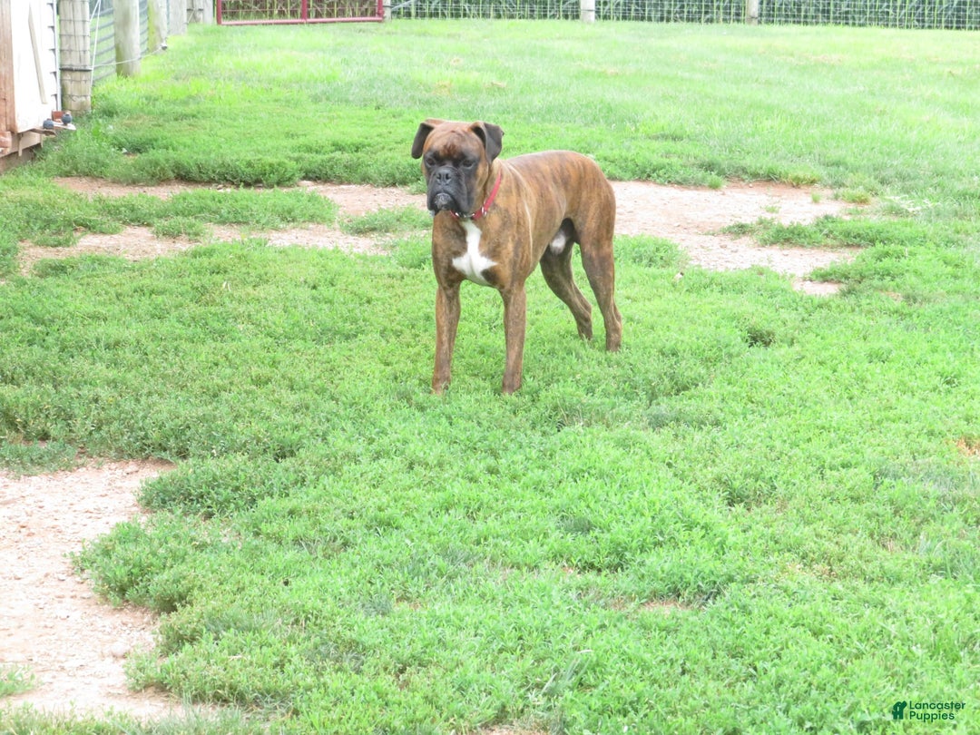 Boxer dogs for sale: Lakota - Image 4