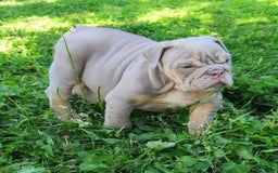 English Bulldog dogs for sale: Lyla - Image 10