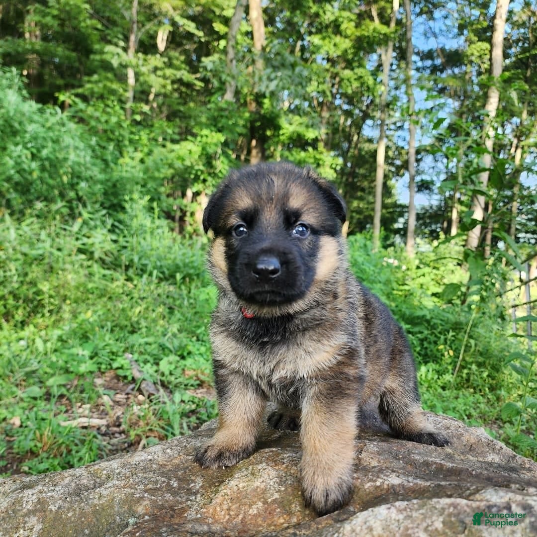 German Shepherd dogs for sale: Kaja - Image 14