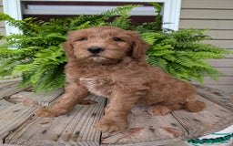 Goldendoodle dogs for sale: Cash - Image 8