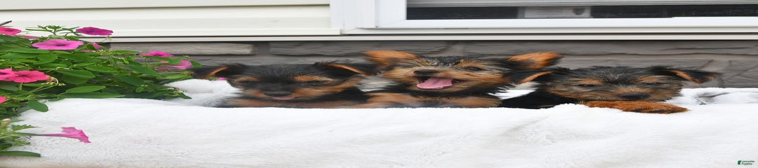 Delilah