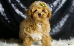 Toy Poodle dogs for sale: Wayne - Image 2