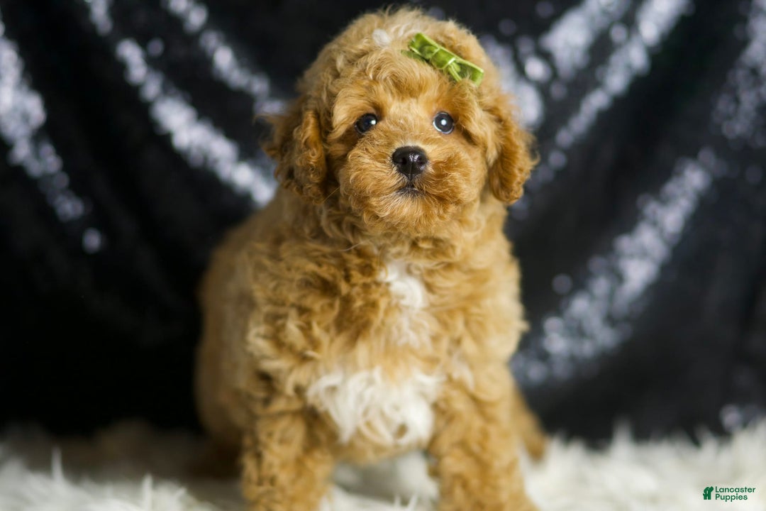 Toy Poodle dogs for sale: Wayne - Image 2