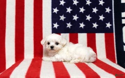 Maltese dogs for sale: Tyler - Image 1