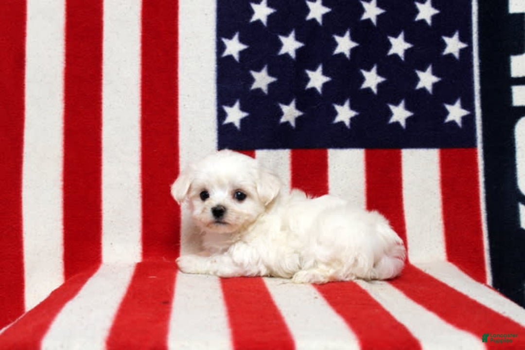 Maltese dogs for sale: Tyler - Image 1