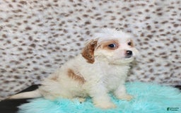Cavapoo dogs for sale: Cavapoo 7 puppies - Image 33