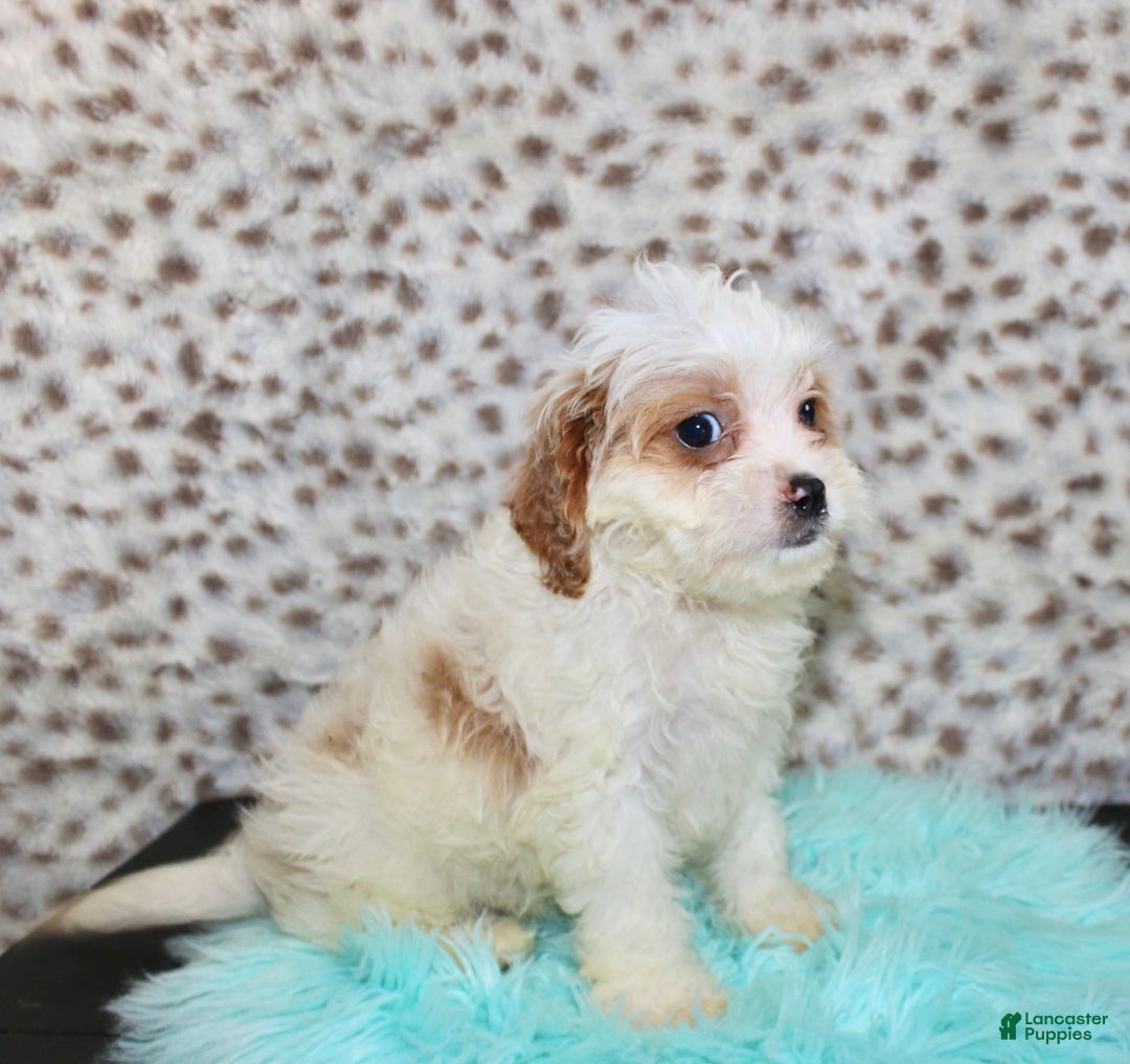 Cavapoo dogs for sale: Cavapoo 7 puppies - Image 33