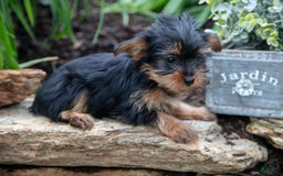 Yorkshire Terrier dogs for sale: Shelby - Image 3