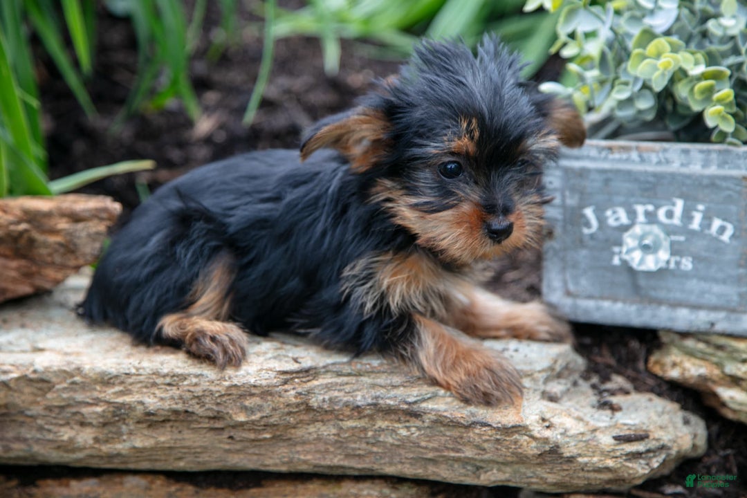 Yorkshire Terrier dogs for sale: Shelby - Image 3