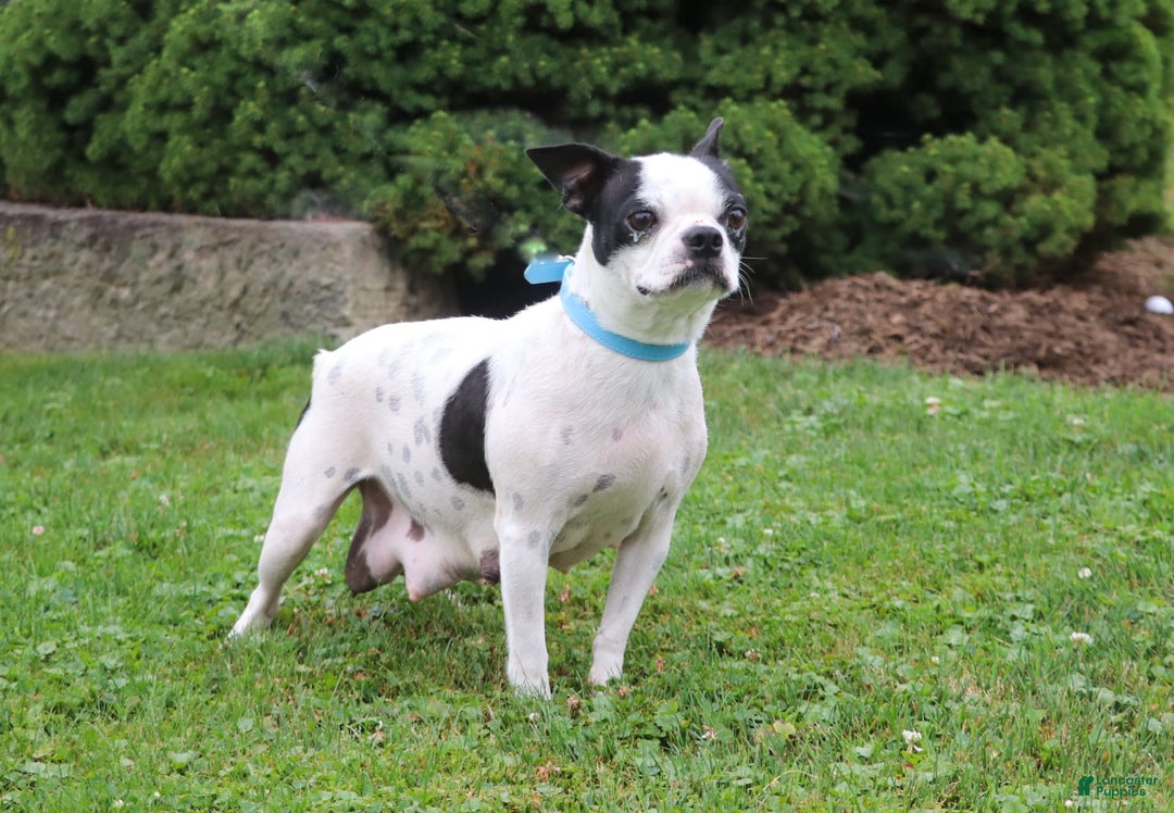 Boston Terrier dogs for sale: Sheila - Image 8