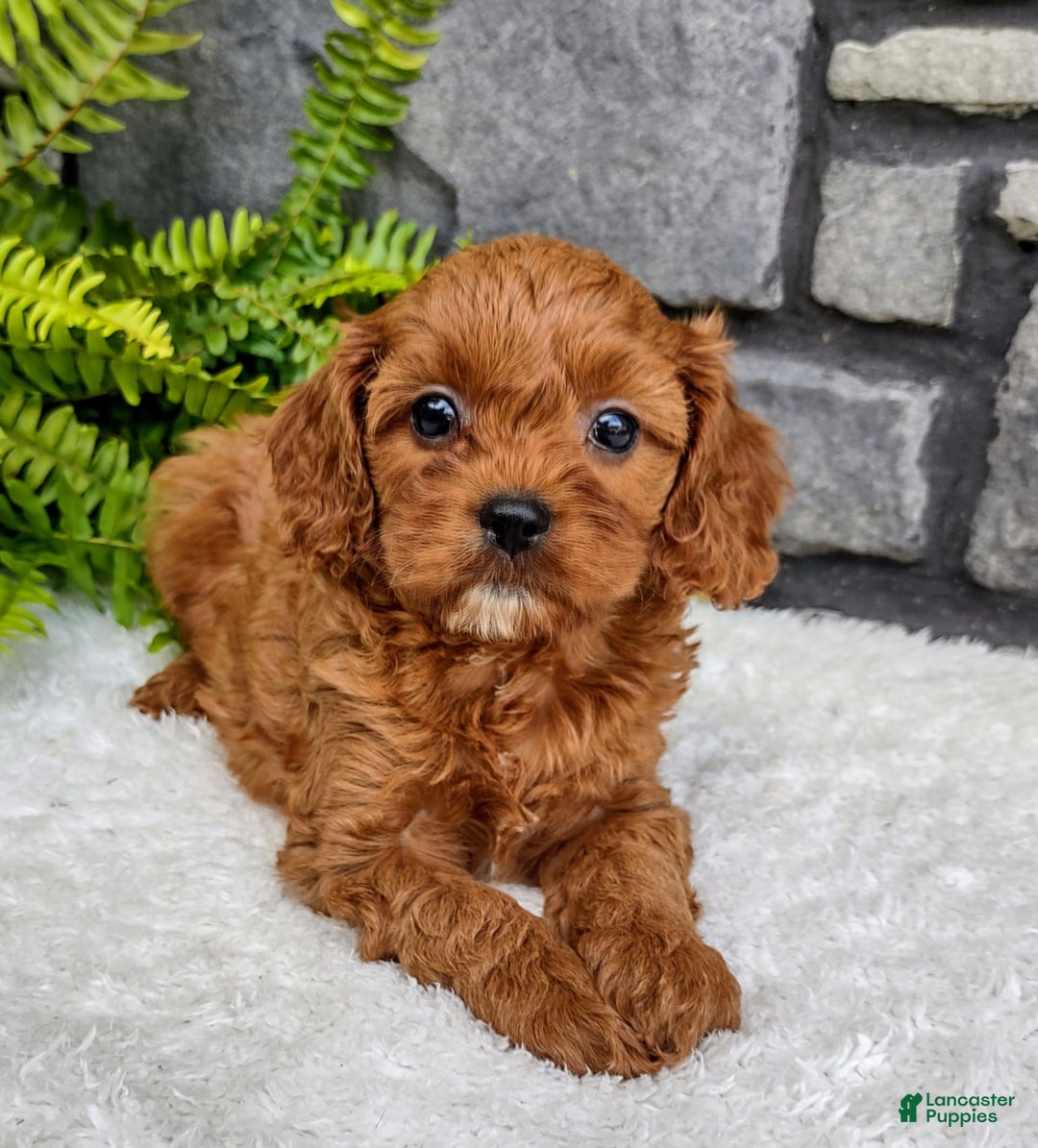 Cavapoo dogs for sale: Sadie - Image 3