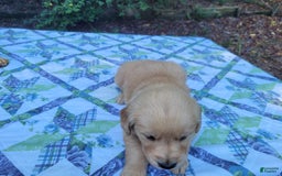 Golden Retriever dogs for sale: SHELLY - Image 6