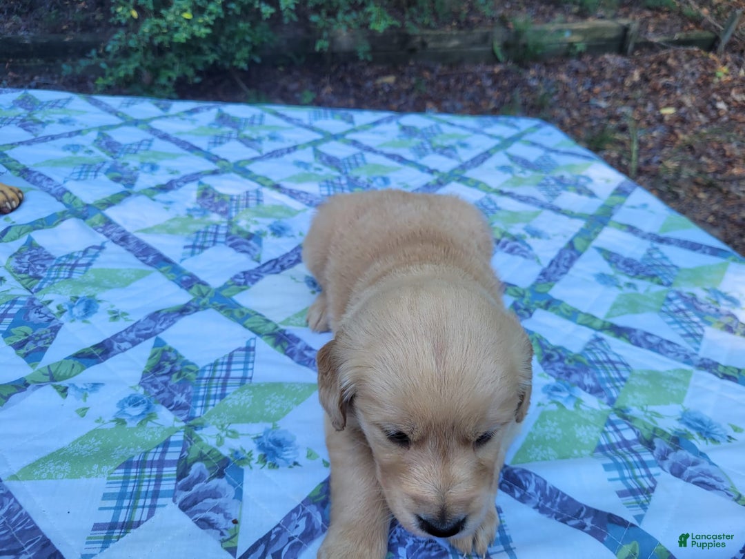 Golden Retriever dogs for sale: SHELLY - Image 6