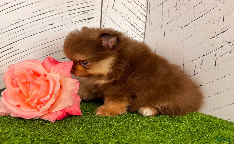 Pomeranian dogs for sale - Ad 2