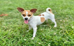Chihuahua dogs for sale: Willow - Image 9