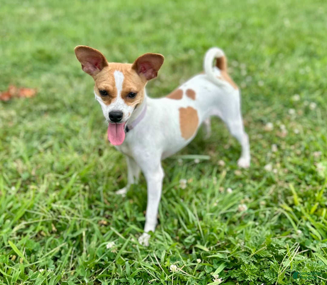 Chihuahua dogs for sale: Willow - Image 9