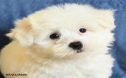 Maltese dogs for sale: Chad - Image 5