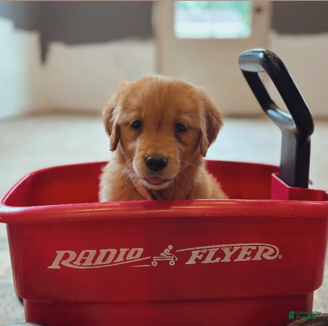 Golden Retriever dogs for sale: Honey - Listing for pets: Honey - Image 2