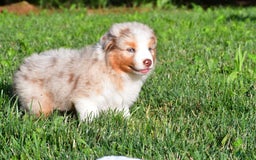 Australian Shepherd dogs for sale: Diesel - Image 1